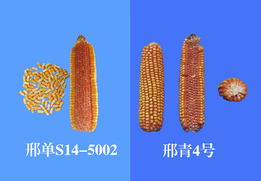 “邢青4号”、“邢单S14-5002”玉米新品种通过河北省审定